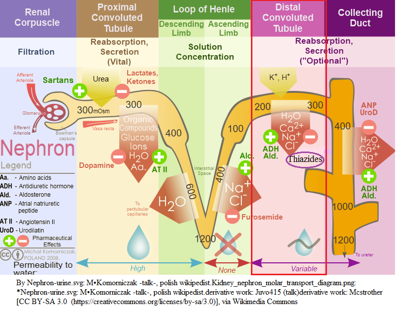 Loop of Henle6.png